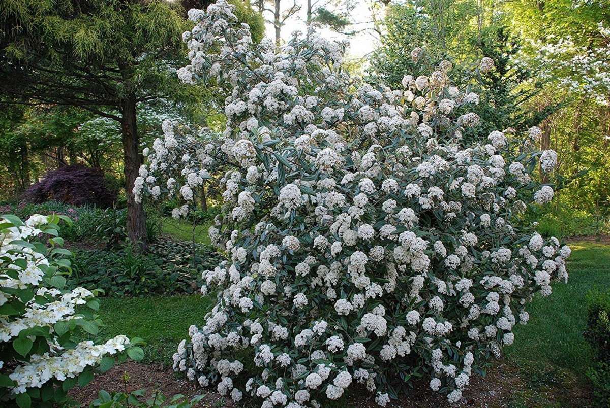 Viburnum 'Pragense'