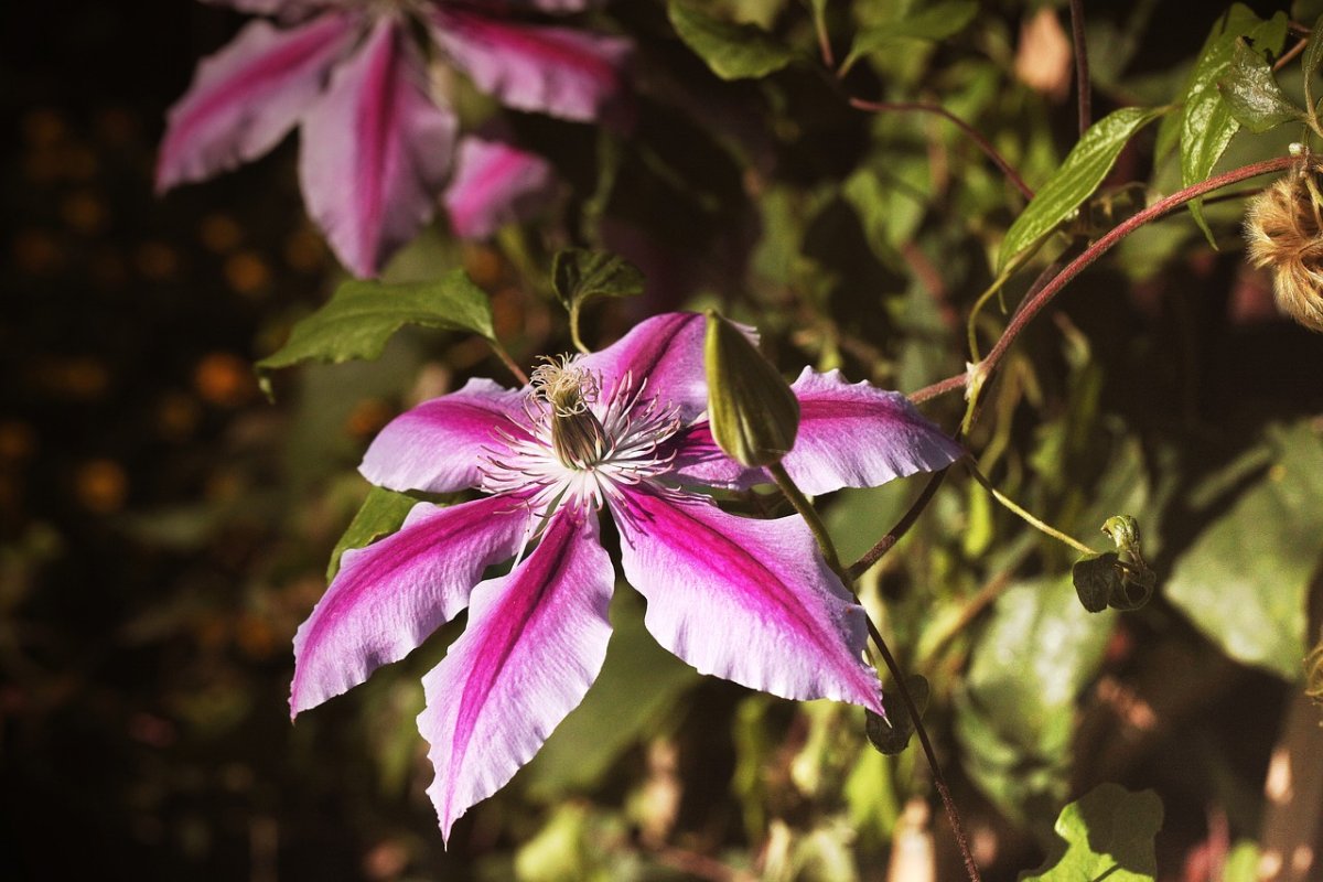 Клематис (Clematis reflections р7)