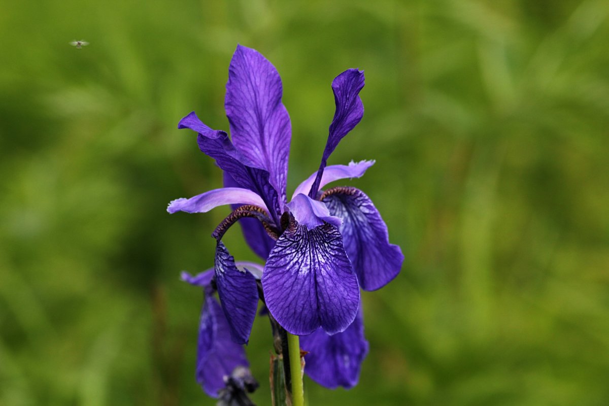 Iris sibirica Golden Edge