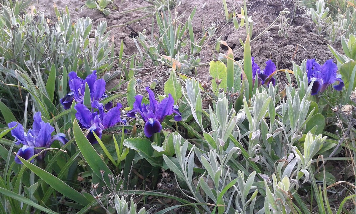 Карликовые Дикие ирисы в Крыму