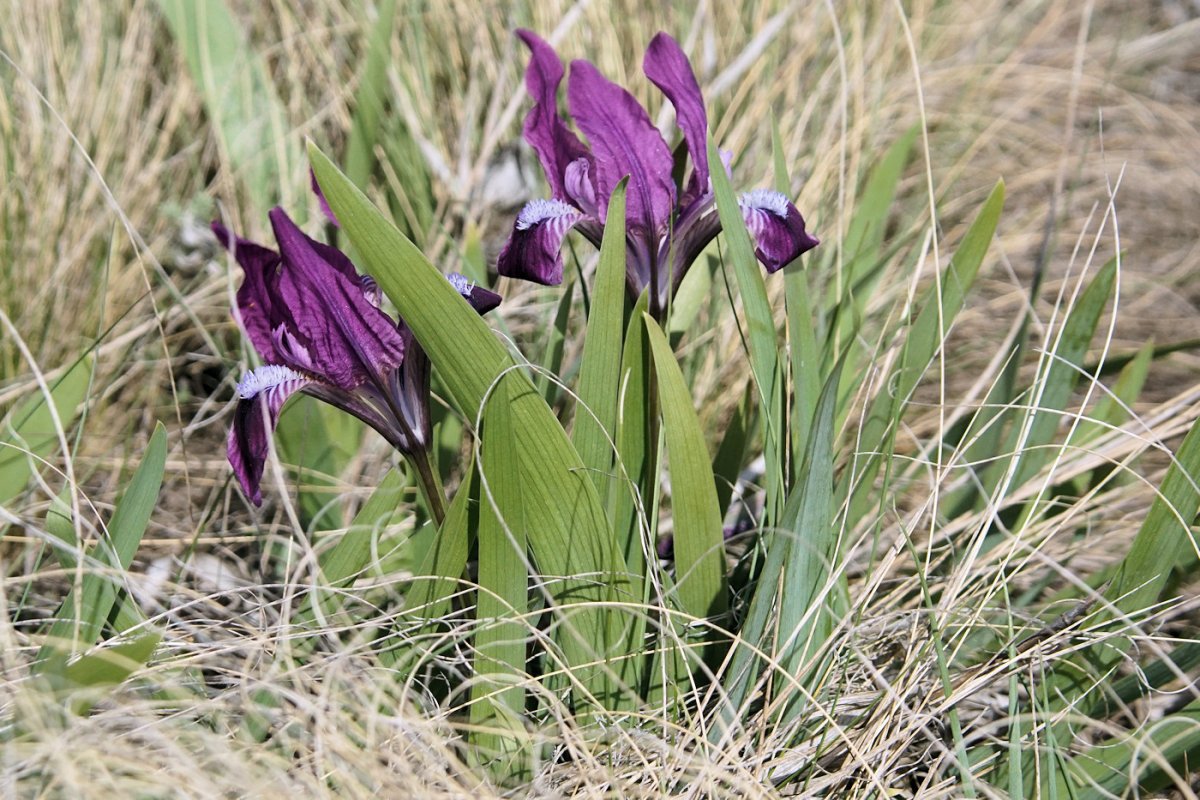 Ирис низкий — Iris pumila