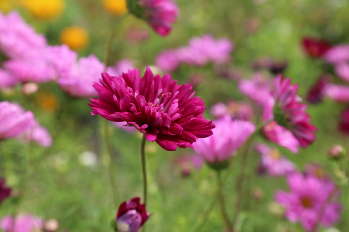 Артикул Wild Meadow Magenta