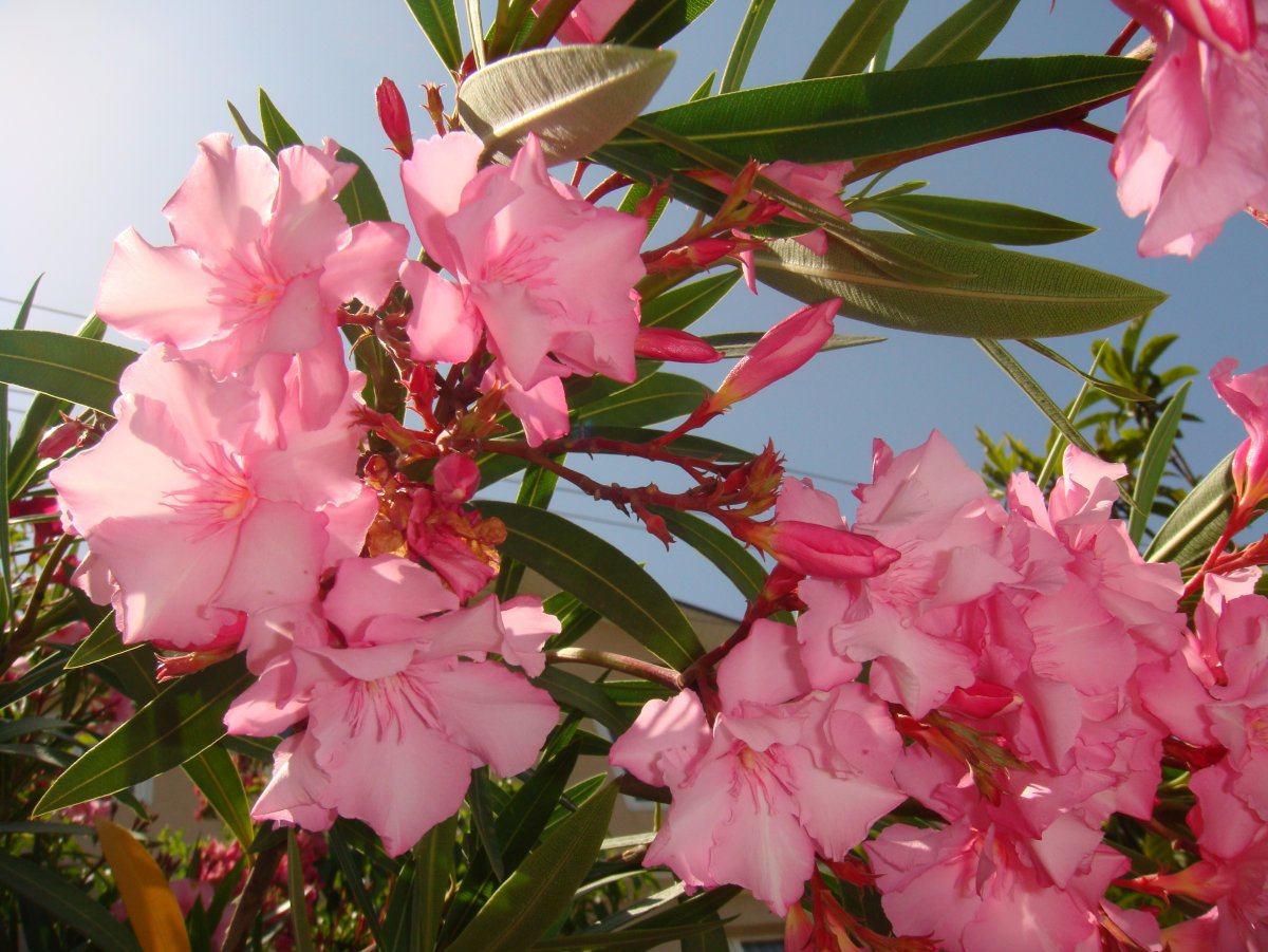 Южный цветок с розовыми цветами