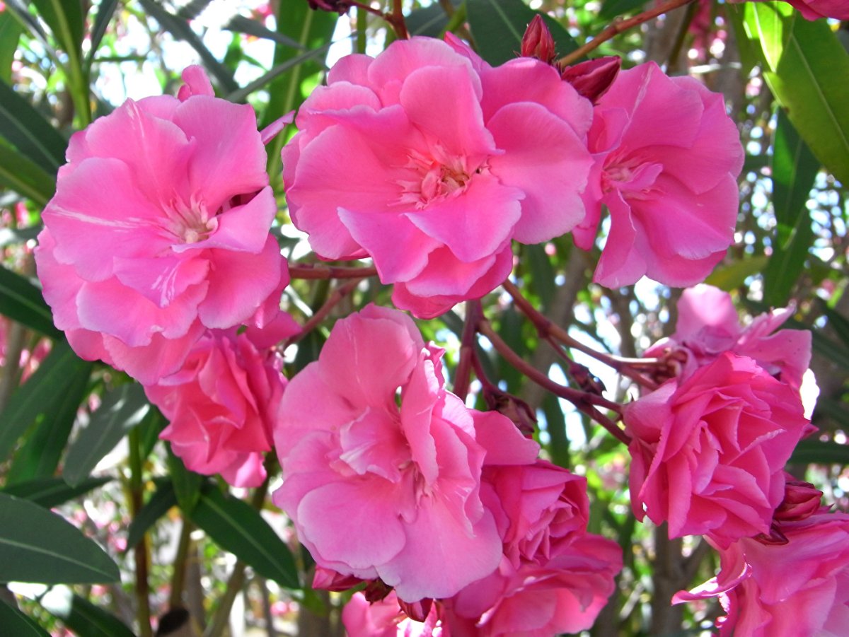 Олеандр (Nerium Oleander)