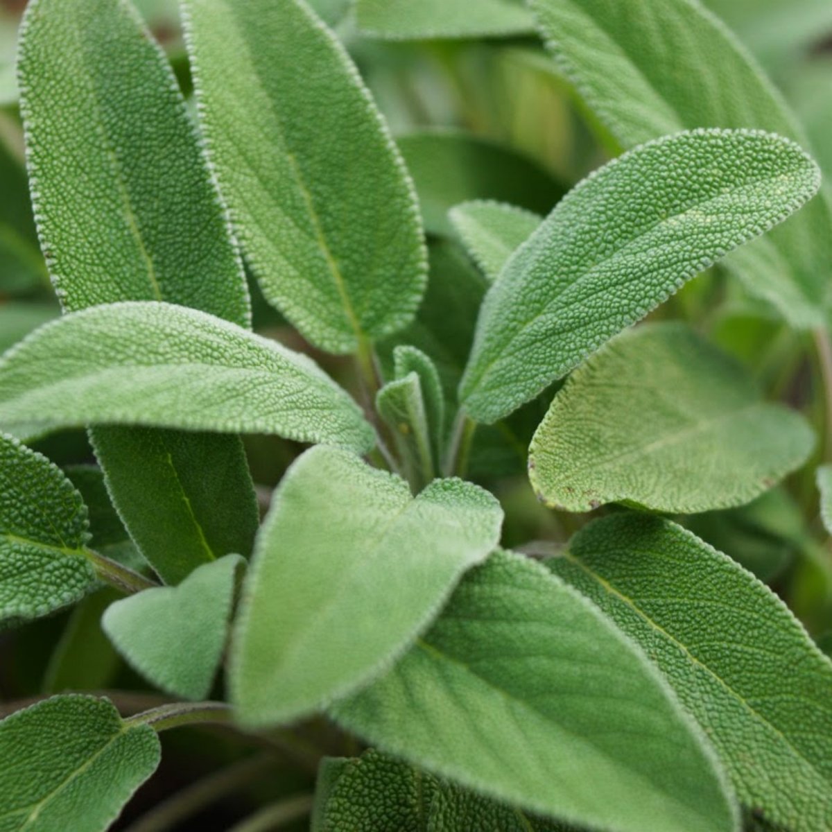 Шалфей лекарственный (Salvia)