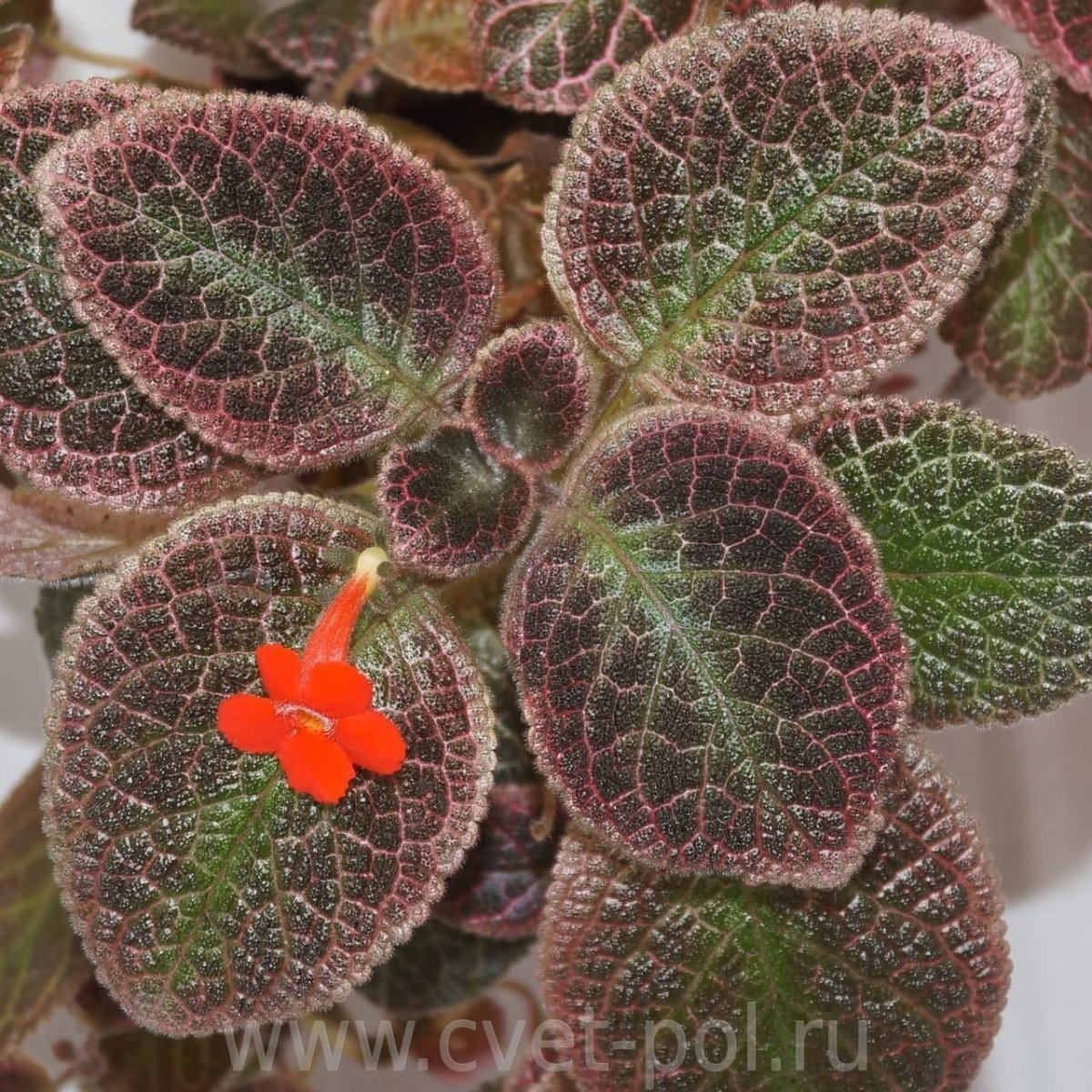 Эписция АЛОХА Мауна