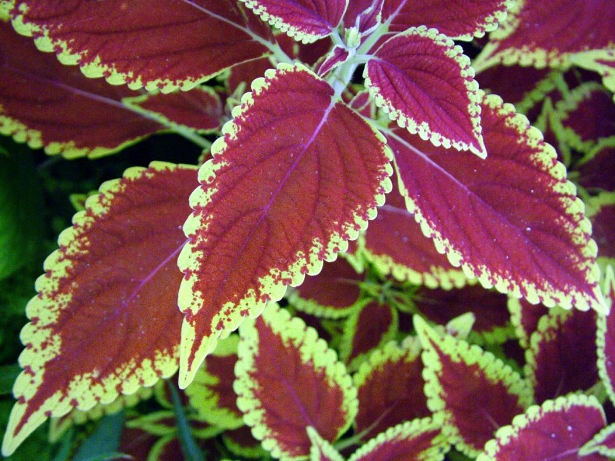 Колеус Вершаффельта Coleus verschaffeltii