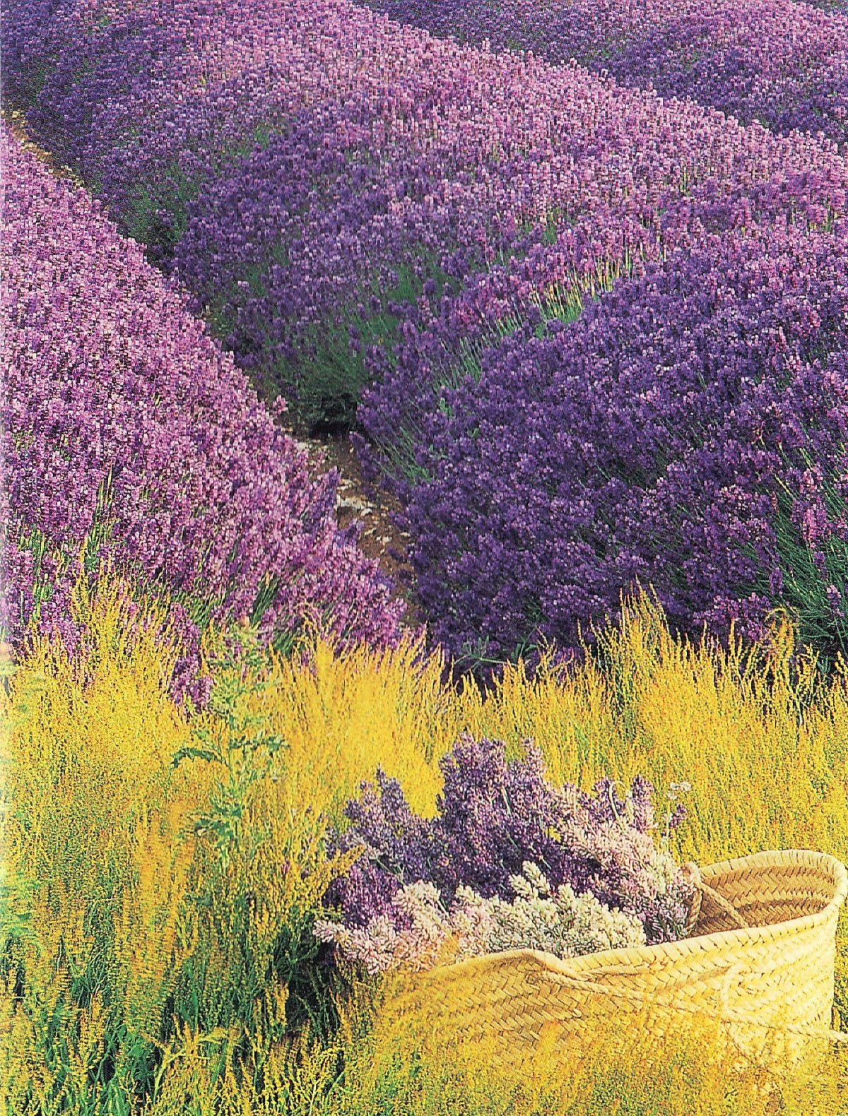 Fleur de France Альпийская Лаванда
