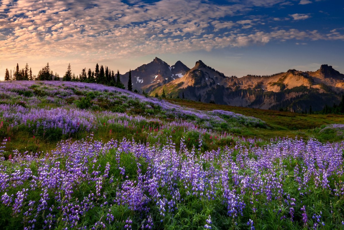 Альпийские Луга новая Зеландия