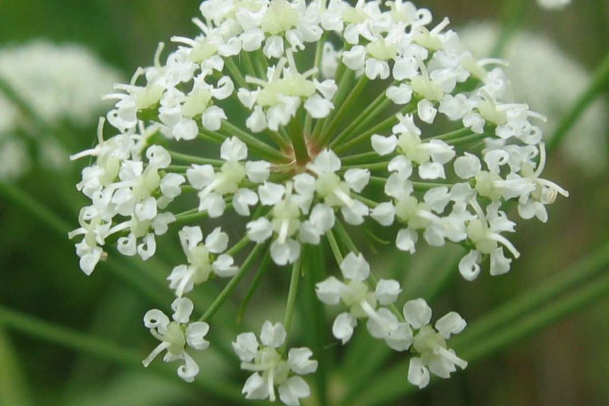 Вех ядовитый (Cicuta virosa)