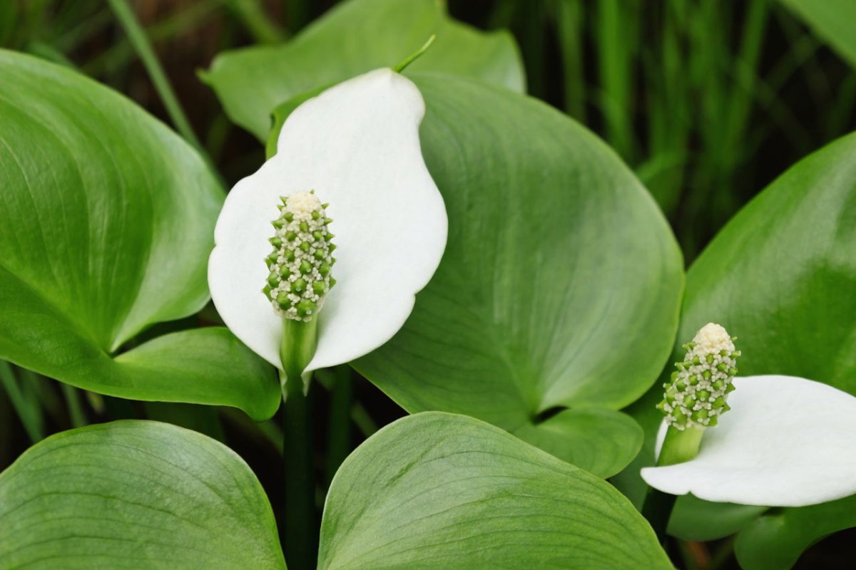 Белокрыльник болотный Calla palustris