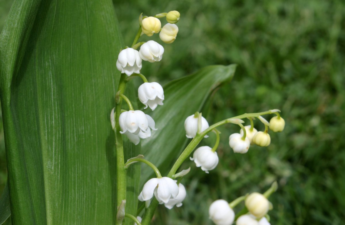 Ландыш Convallaria Majalis
