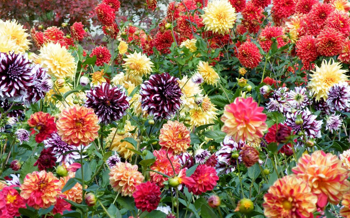 Георгины Dahlia