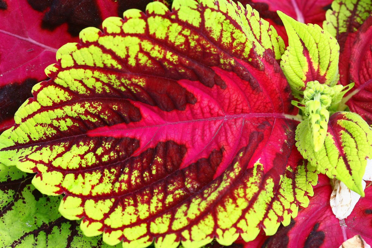 Колеус Red Croton