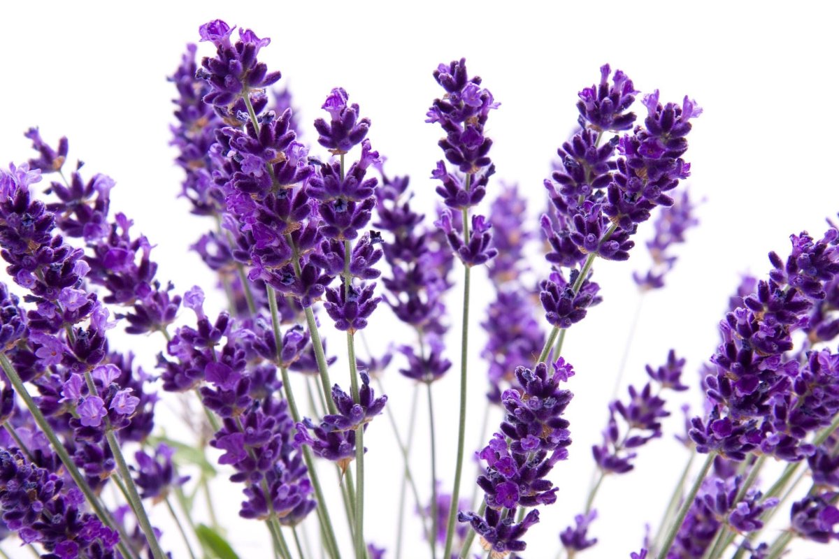 Лаванда Lavandula Vera