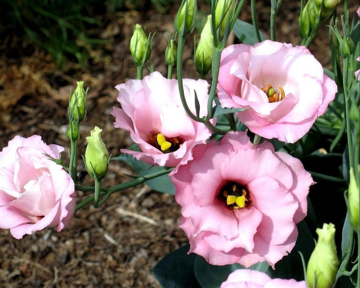Эустома (Lisianthus)