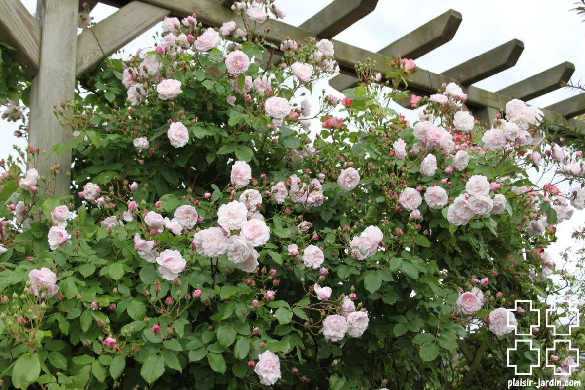 Роза blush noisette