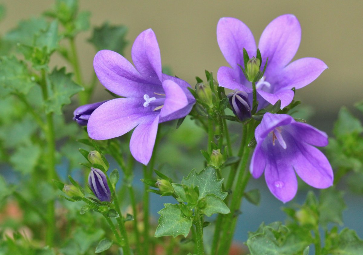 Bellflower цветок