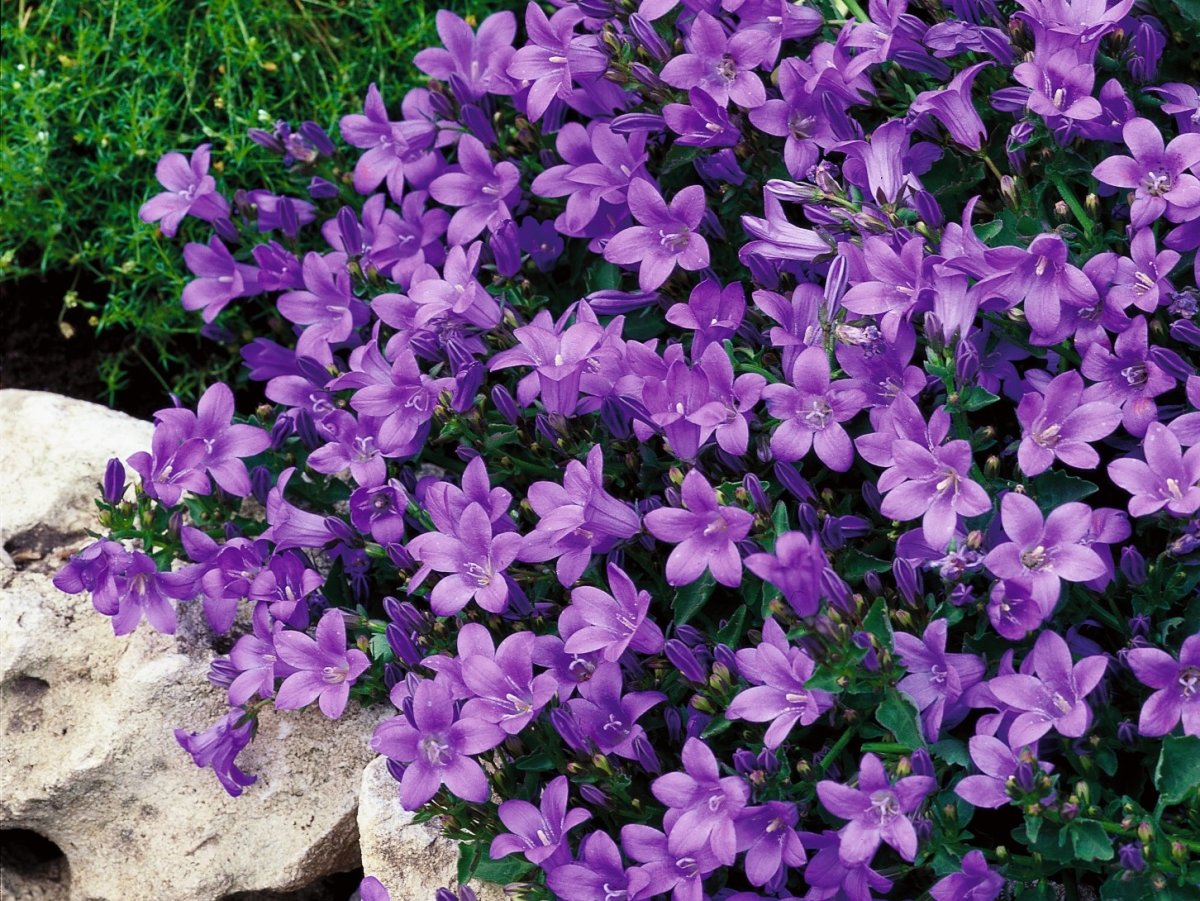 Колокольчик Портеншлага (Campanula portenschlagiana)