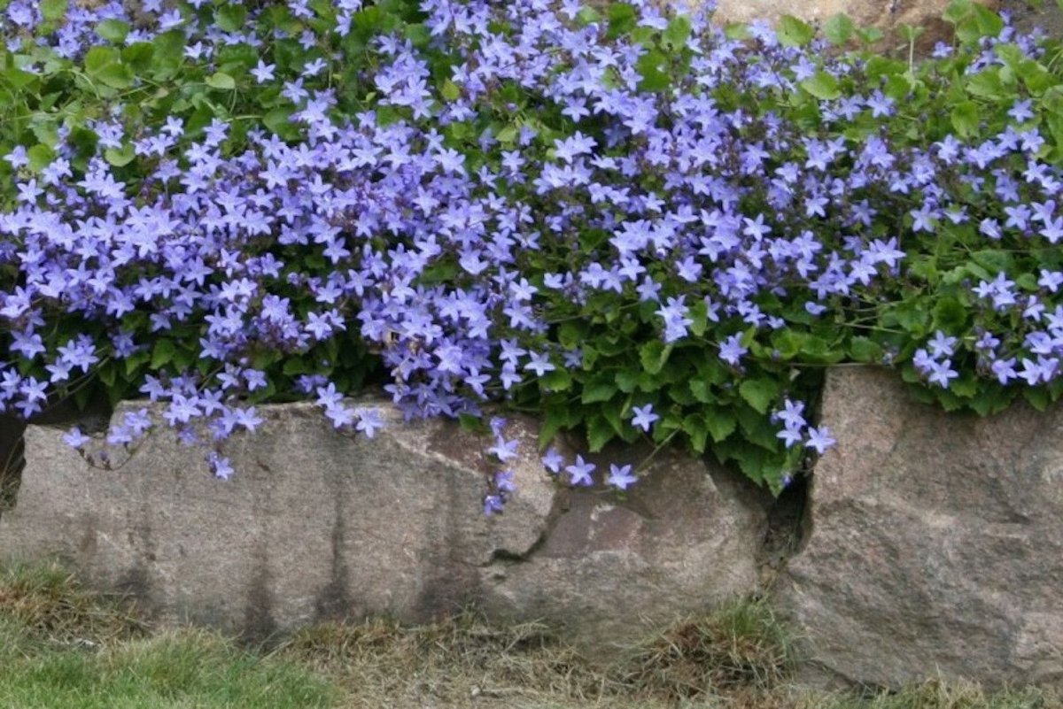 Кампанула Пожарского - Campanula poscharskyana