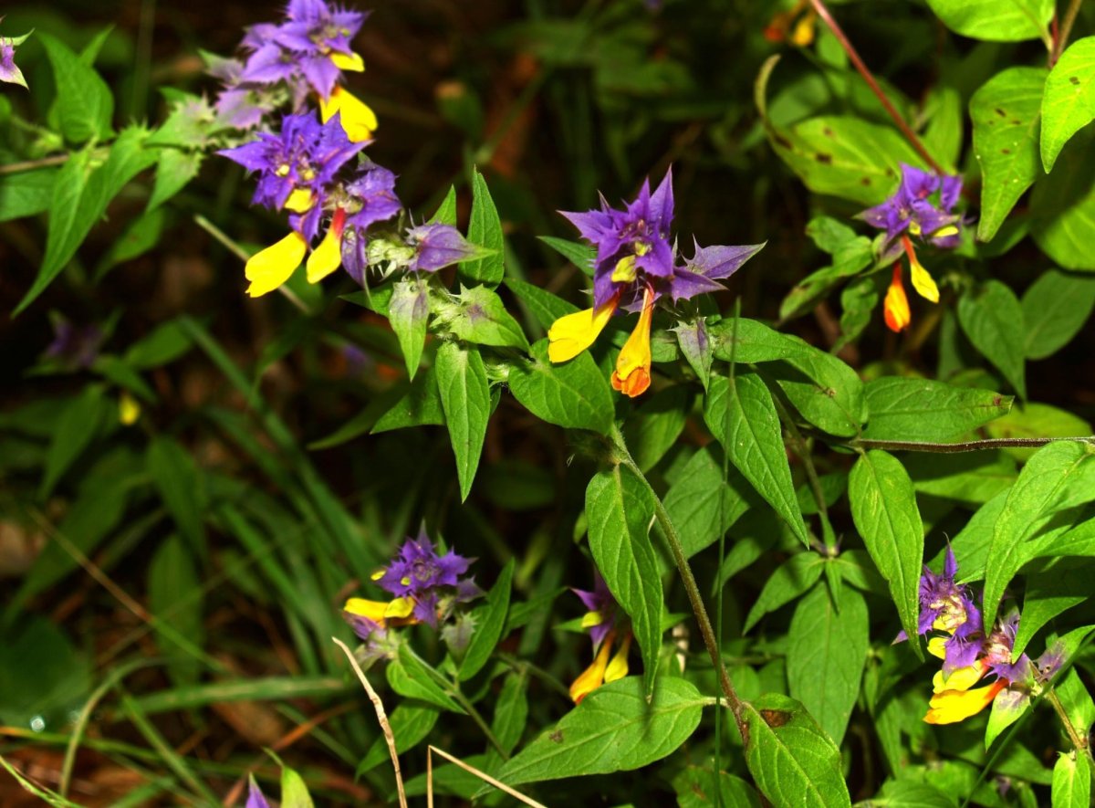 Растение с фиолетовыми и желтыми цветами