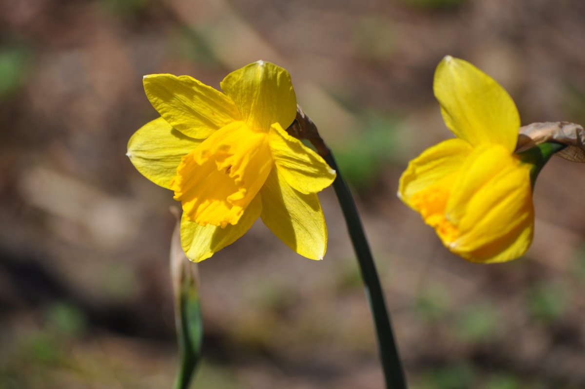 Нарцисс Easter Bonnet