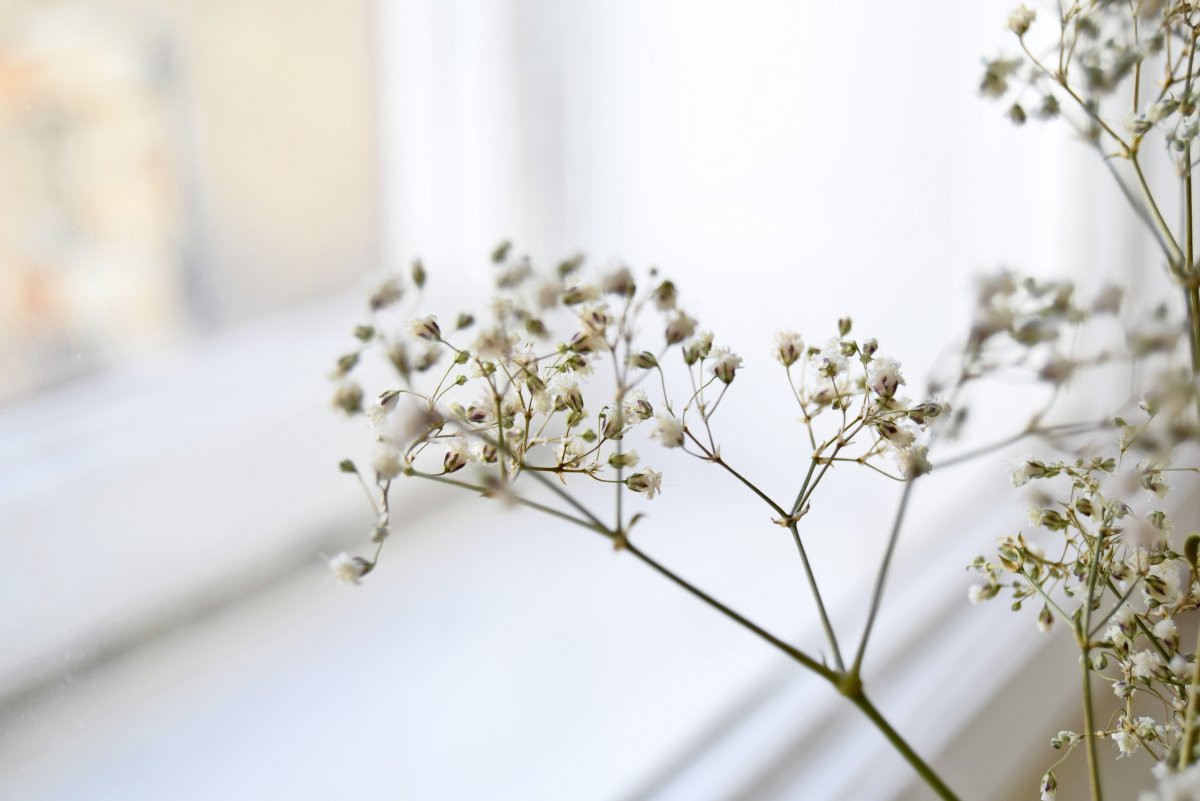 Мелкие белые цветы сухоцветы