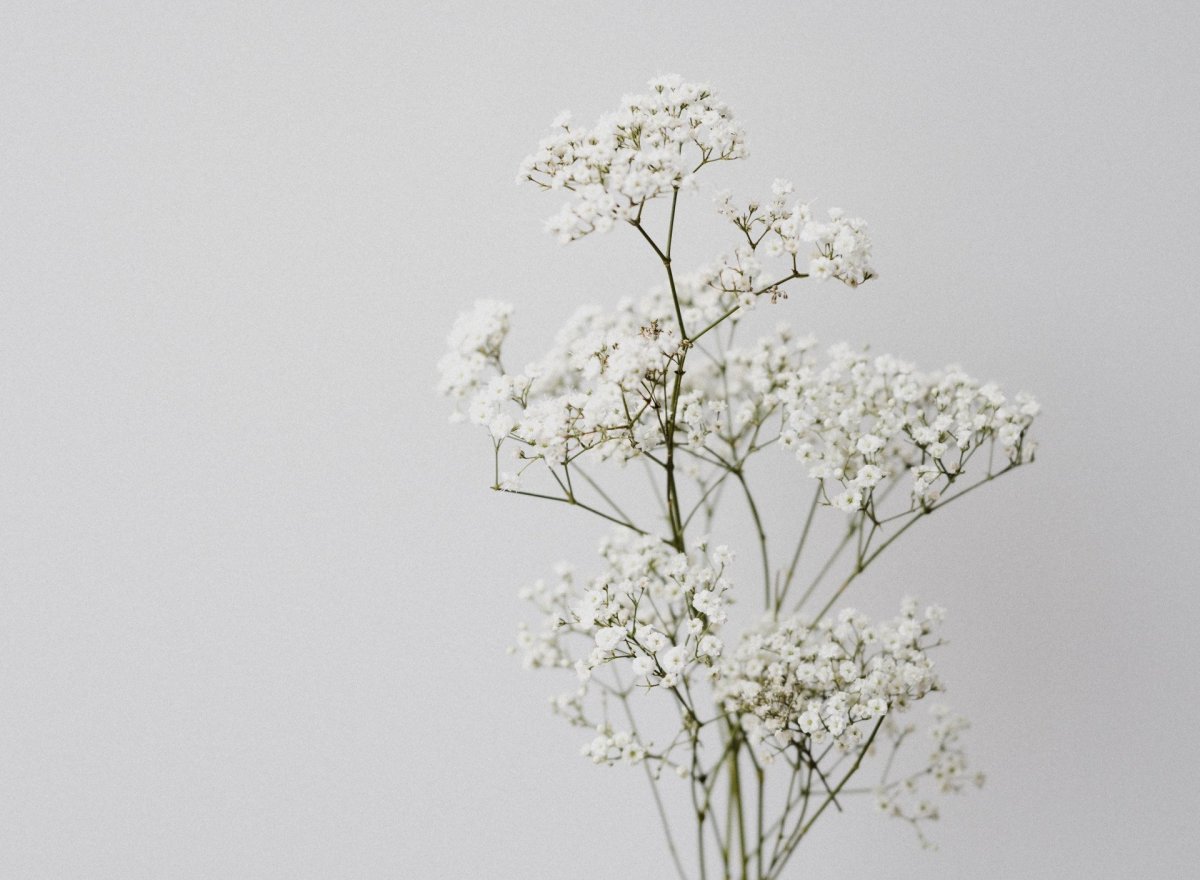 Гипсофила White