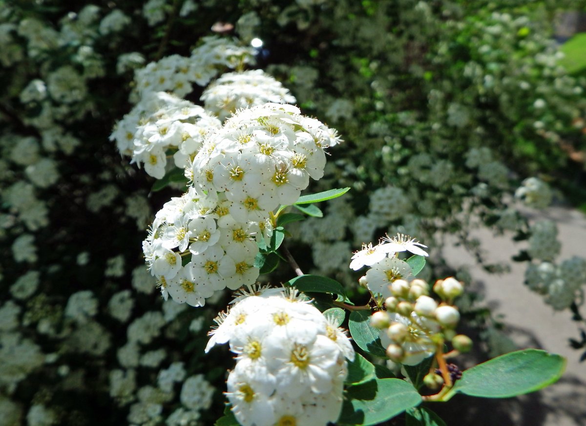 Цветок кустарник с белыми цветами