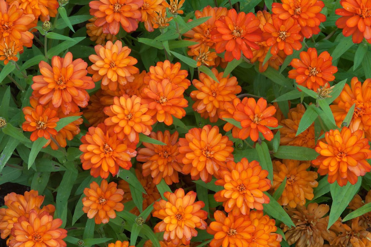 Многолетние цветы оранжевого цвета