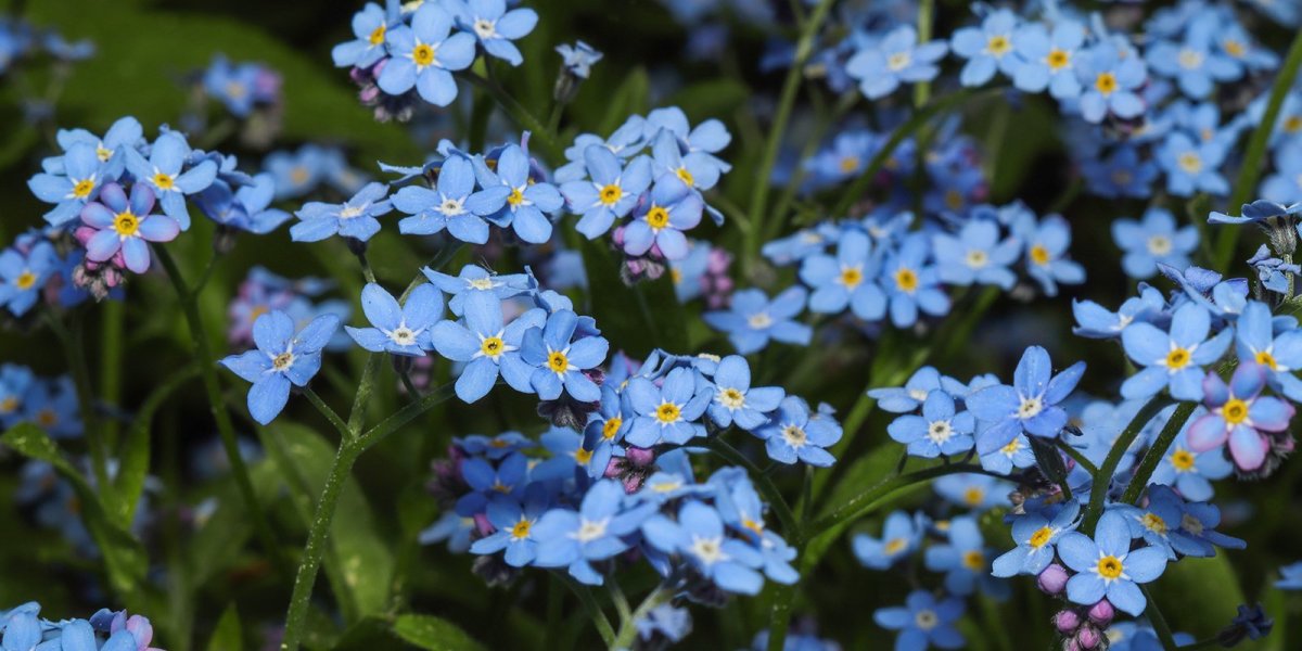 Незабудка Болотная "semperflorens"