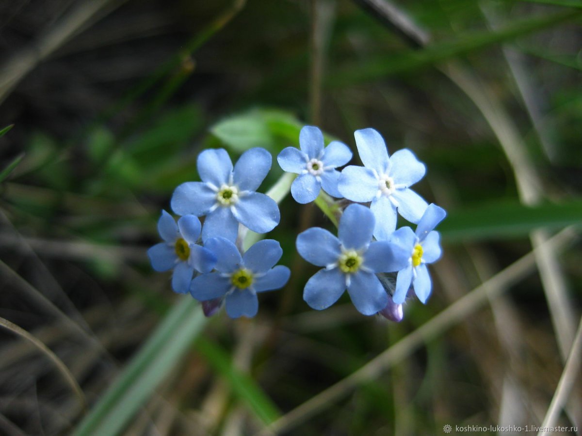 Незабудка Полевая (Myosotis arvensis)