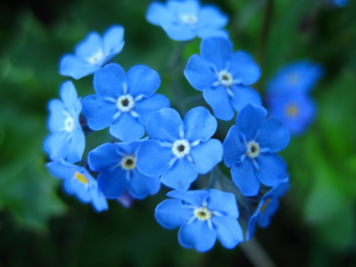 Незабудка Myosotis синяя Сильва