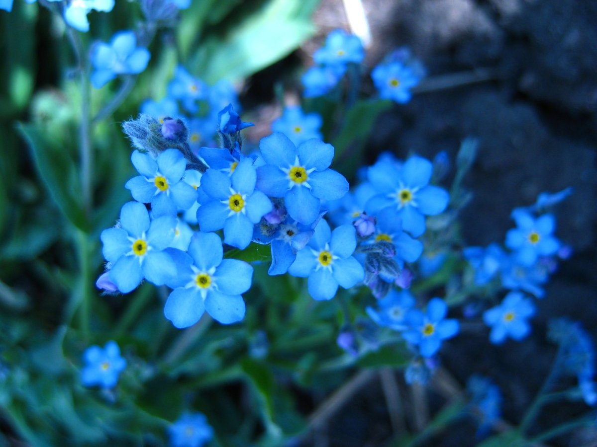 Незабудка Альпийская (Myosotis alpestris)