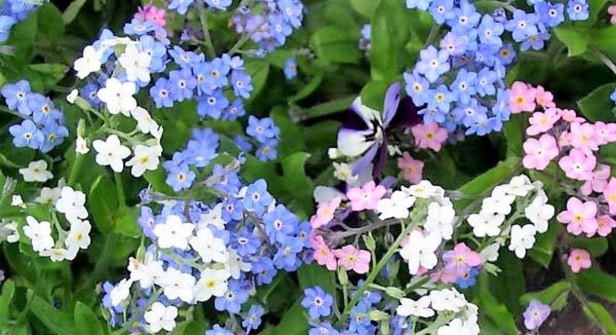 Незабудка Альпийская (Myosotis alpestris) (White) 30 гр.