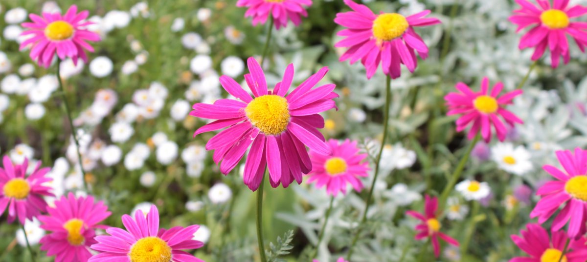 Пиретрум Pyrethrum Zinn