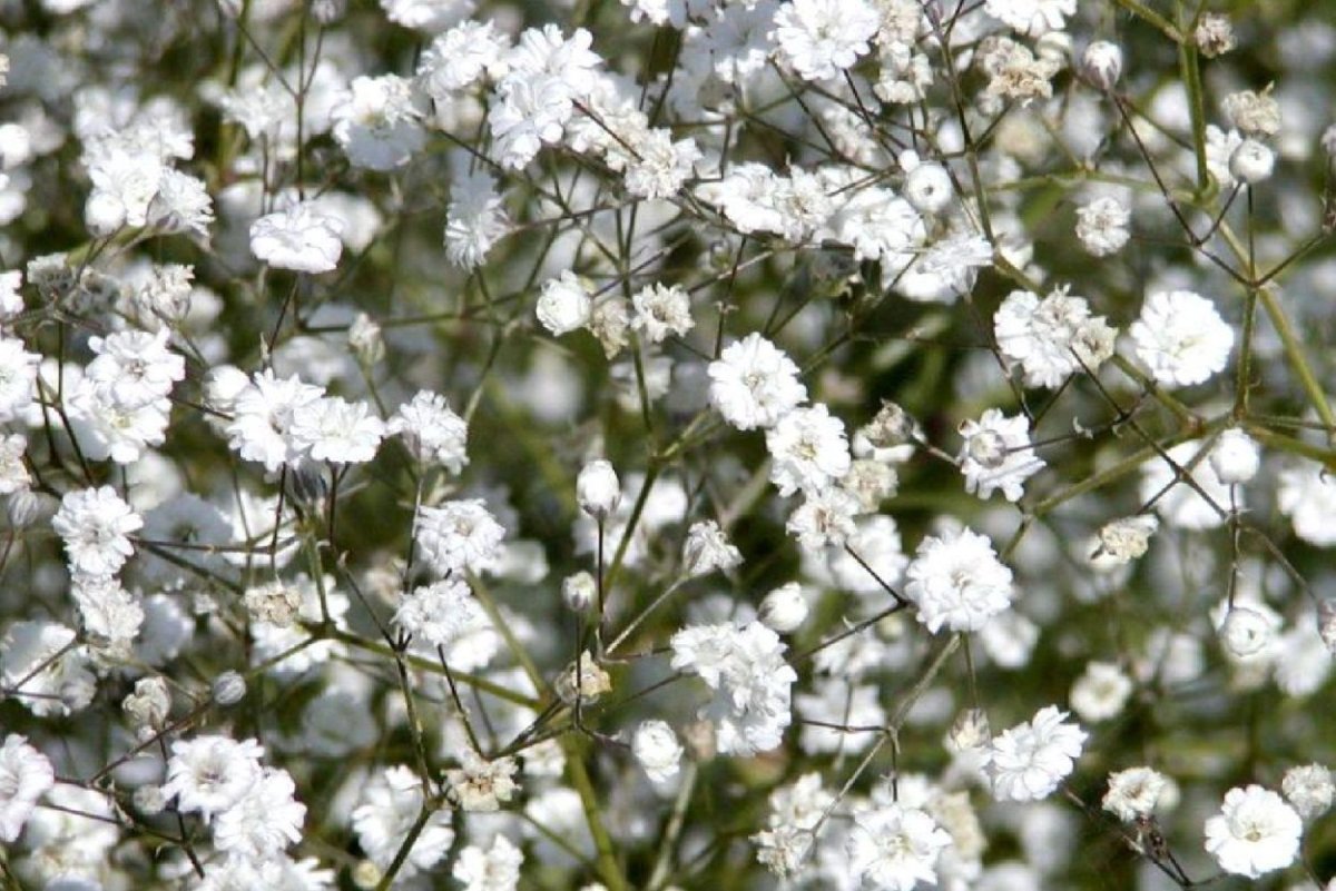 Многолетние белые мелкие цветы