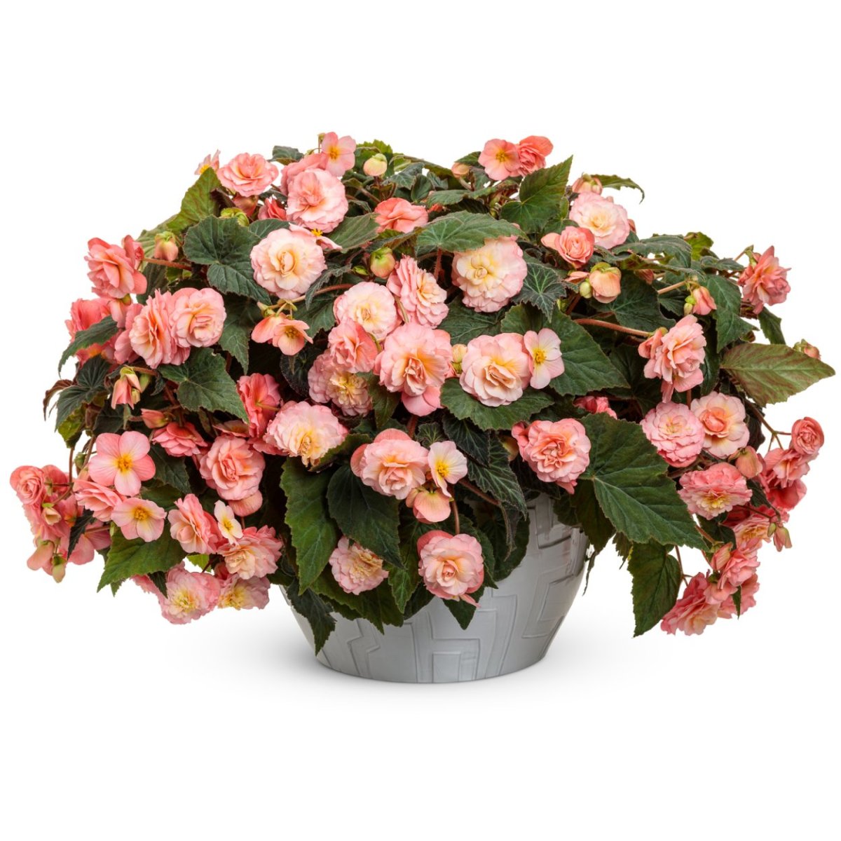 Бегония SWEETSPICE Appleblossom