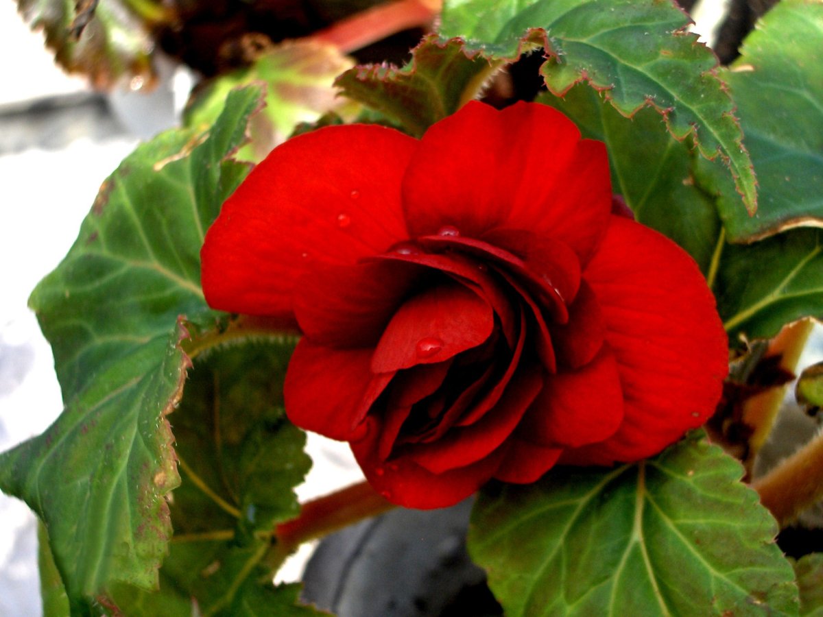 Бегония Red