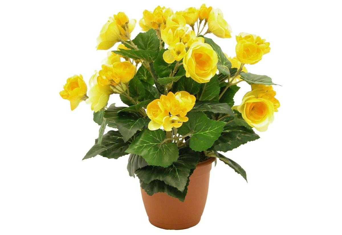 Бегония Apadana Yellow