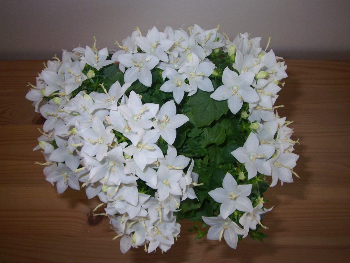 Комнатные растения цветущие белыми цветами