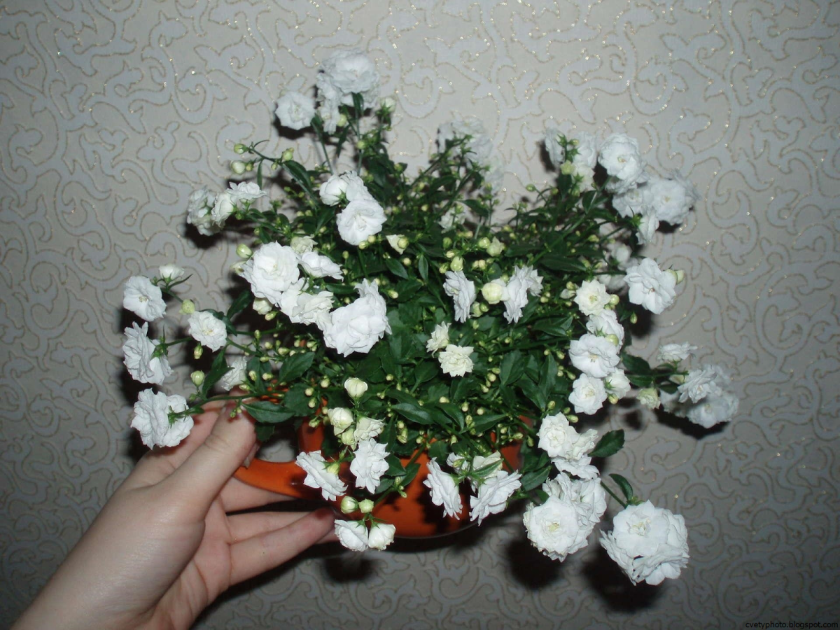 Кампанула белыми розочками