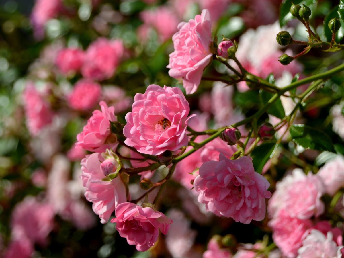 Кустовой цветок с розовыми цветами