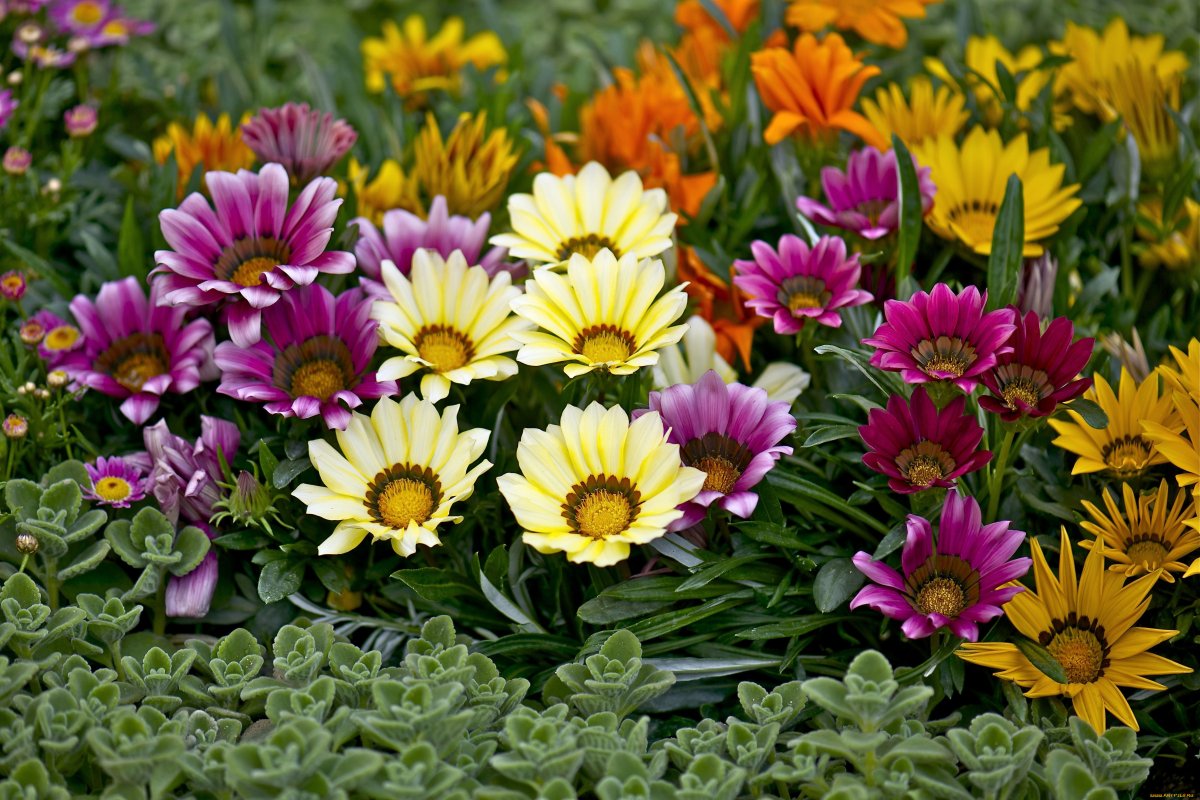 Разноцветные однолетние цветы