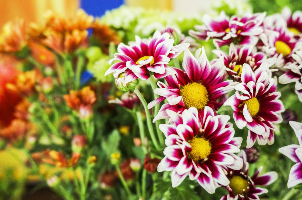 Daisy Bloom