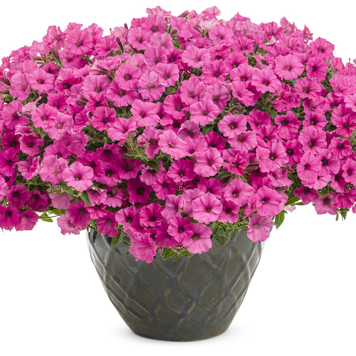 Петуния Mini Vista hot Pink