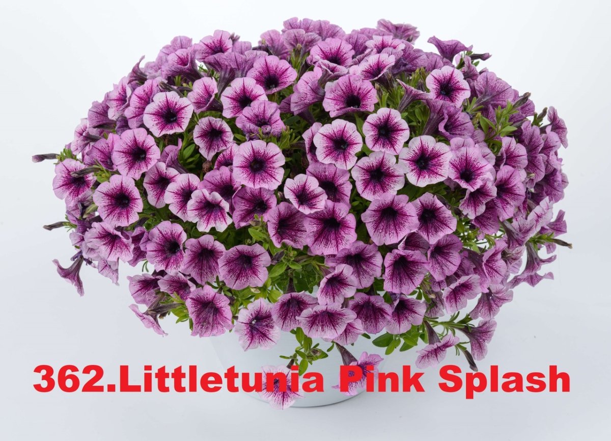 Петуния Littletunia Pink Splash