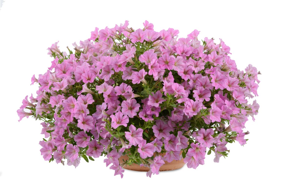 Петуния Littletunia Pink