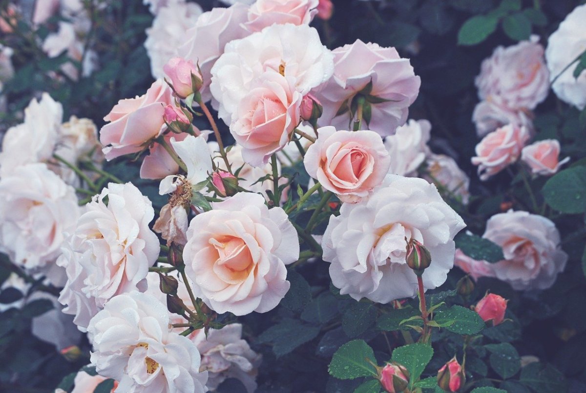 Роза с разными цветами на кусте