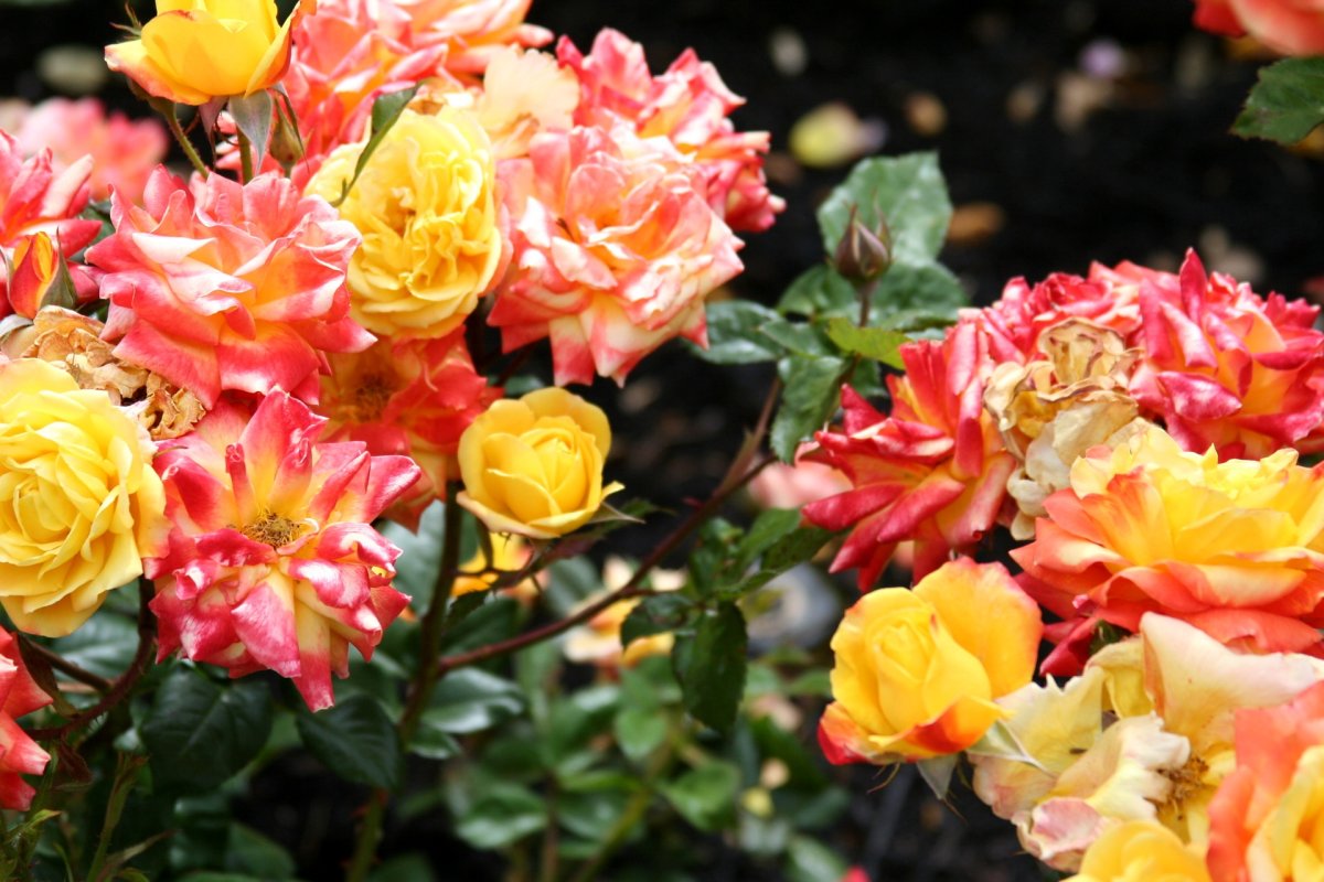 Роза Бонанза / Rosa Bonanza